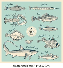 Detailed hand drawn fish illustrations in vintage engraving style. Collection of Sardine, Garfish, Lobster, Cod, Sprat, Flounder, Monkfish, Thresher Shark, Haddock. Vector Illustration.