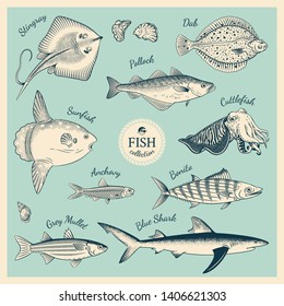 Detailed hand drawn fish illustrations in vintage engraving style. Collection of Stingray, Dab, Pollock, Sunfish, Cuttlefish,  Anchovy, Bonito, Grey Mullet, Blue Shark. Vector Illustration.