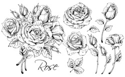 Detailed Hand Drawn Flowers Set - Blooming Roses, Leaves And Flower Buds. Engraving, Doodle Style. Black And White Colors. Isolated On White Background. Vector Illustration. 