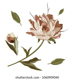 Detailed hand drawn flowers set - blooming peonies. Isolated on white background. Good for using in packaging, print fabric, cosmetics etc. Vector  illustration.