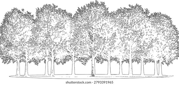 Detailed hand drawn forest tree row illustration featuring multiple mature trees with dense foliage and natural canopy coverage in black and white line art style. Ideal for landscape architecture, environmental graphics, woodland scenes, maps, and botanical design projects.