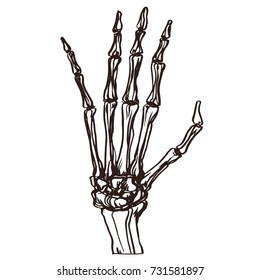 Detailed hand drawn illustration of bone skeleton human hand. Graphic engraving style art, horror theme. Isolated design element.