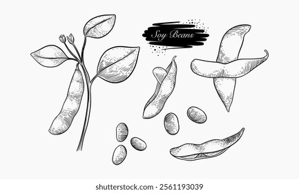 A detailed hand drawn illustration showcases soy beans in various forms including the plant, pods, and individual beans.