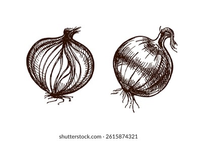 Detailed hand drawn illustration of a whole onion and a sliced onion bulb in engraving vintage style. Perfect for food packaging, recipe books, kitchen design and farm market projects.