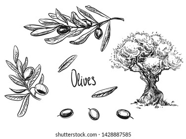 Detailed hand drawn ink black and white illustration set of olive tree, branch. sketch. Vector eps 8