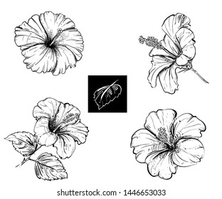 Detailed hand drawn ink black and white illustration set of hibiscus, leaf. sketch. Vector eps 8