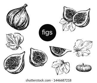 Detailed hand drawn ink black and white illustration set of figs, leaf, dried fig. sketch. Vector eps 8