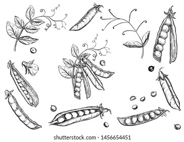 Detailed hand drawn ink black and white illustration set of pea pods and peas, flowers. sketch. Vector eps 8