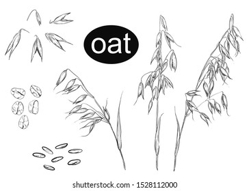 Detailed Hand Drawn Ink Black And White Illustration Set Of Oat, Grain, Oatmeal, Leaf. Sketch. Vector.