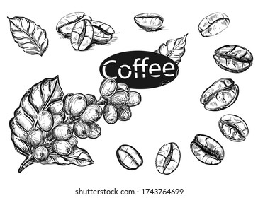 Detailed hand drawn ink black and white illustration set of coffee branch, bean, leaf. sketch. Vector 