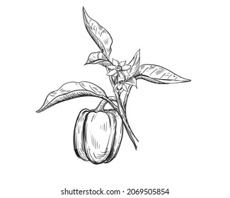Detailed hand drawn ink black and white illustration of bell pepper, leaf, branch, flowers. sketch. Vector. Elements in graphic style label, card, sticker, menu, package.