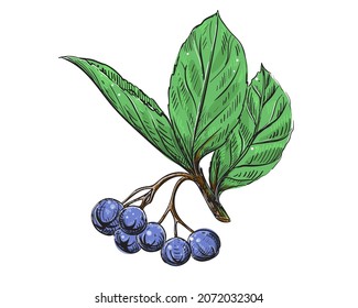 Detailed hand drawn ink black and white, color illustration of chokeberry, leaf, berry. sketch. Vector. Elements in graphic style label, card, sticker, menu, package.