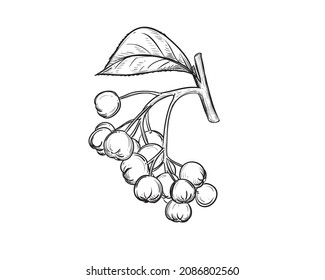 Detailed hand drawn ink black and white illustration of chokeberry, leaf, berry. sketch. Vector. Elements in graphic style label, card, sticker, menu, package.