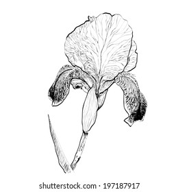 Detailed Hand Drawn iris flower - for scrapbook and design. Vector
