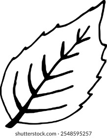 Detailed hand drawn leaf with bold veins