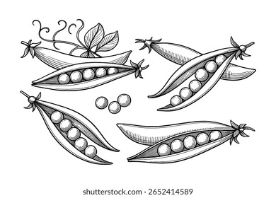 Varas de ervilha desenhadas à mão detalhadas com sementes e folhas, estilo de ilustração botânica