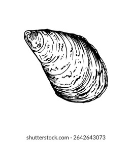 Uma concha desenhada à mão detalhada com textura e padrão naturais. Ilustração vetorial em preto e branco isolada sobre fundo branco. Esboço em estilo de arte de linha. Ideal para projetos inspirados no mar.