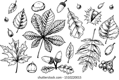 Detailed hand drawn sketch of autumn leaves and forest design elements isolated on white. Vector illustration. Vintage line art