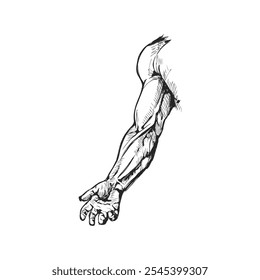 Un boceto detallado dibujado a mano de un brazo musculoso, que muestra los intrincados detalles de los músculos del bíceps, el tríceps y el antebrazo.