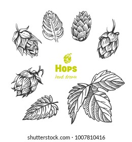 Detailed hand drawn vector black and white illustration of hops with leaves