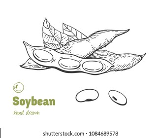 Detailed hand drawn vector black and white illustration of green soya beans, pods and leaves