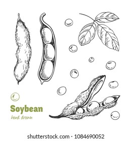 Detailed hand drawn vector black and white illustration of green soya beans, pods and leaves