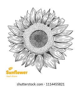 Detailed hand drawn vector black and white illustration of Sunflower