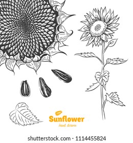 Detailed hand drawn vector black and white illustration of Sunflower plant with flower, leaves and seeds