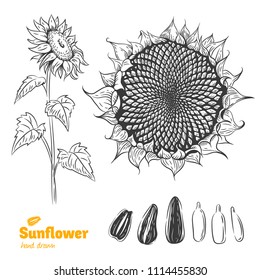 Detailed hand drawn vector black and white illustration of Sunflower plant with flower, leaves and seeds