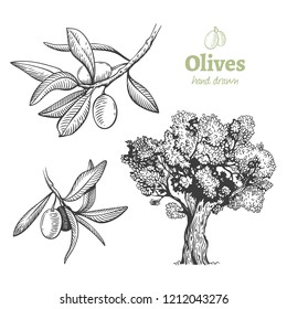 Detailed hand drawn vector black and white illustration of olive tree and fruits with leaves