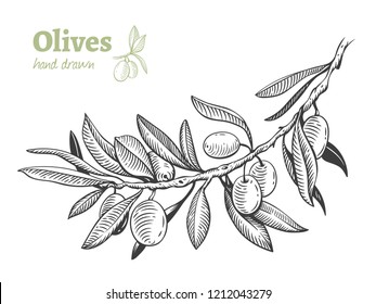 Detailed hand drawn vector black and white illustration of olives on a branch with leaves