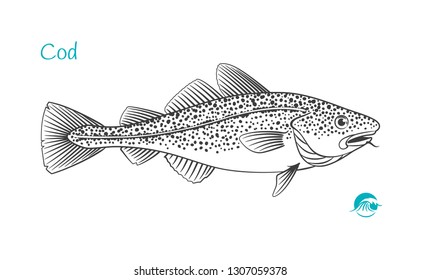 Detailed hand drawn vector black and white illustration of Cod fish
