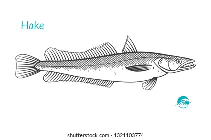 Detailed Hand Drawn Vector Black And White Illustration Of Hake Fish