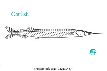 Detailed hand drawn vector black and white illustration of garfish or sea needle