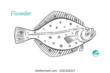 Detailed hand drawn vector black and white illustration of Flounder fish