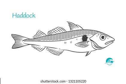 Detailed hand drawn vector black and white illustration of Haddock fish