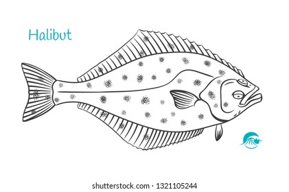 Detailed hand drawn vector black and white illustration of Halibut fish