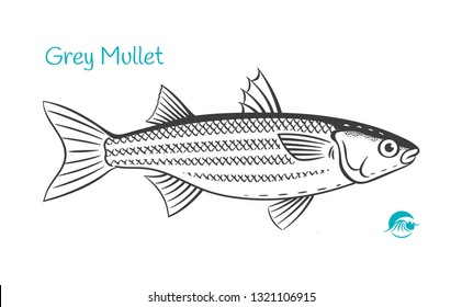 Detailed Hand Drawn Vector Black And White Illustration Of Grey Mullet Fish