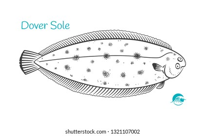 Detailed Hand Drawn Vector Black And White Illustration Of Dover Sole Fish