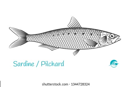 Detailed hand drawn vector black and white illustration of Sardine or Pilchard fish