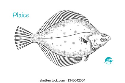 Detailed Hand Drawn Vector Black And White Illustration Of Plaice Fish