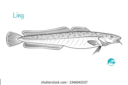 Detailed hand drawn vector black and white illustration of Ling fish