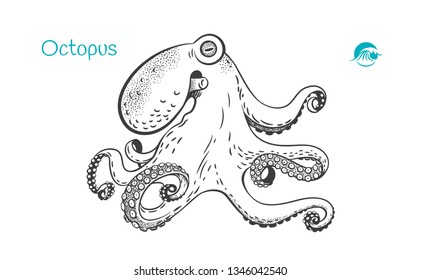Detailed hand drawn vector black and white illustration of Octopus