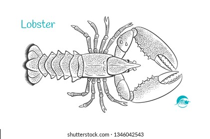 Detailed hand drawn vector black and white illustration of Lobster fish