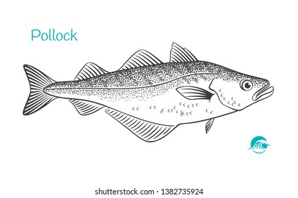 Detailed Hand Drawn Vector Black And White Illustration Of Pollock