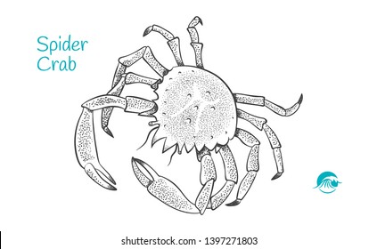 Detailed hand drawn vector black and white illustration of Spider Crab