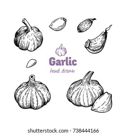 Detailed hand drawn vector black and white illustration of garlic bulb and cloves peeled and whole  
