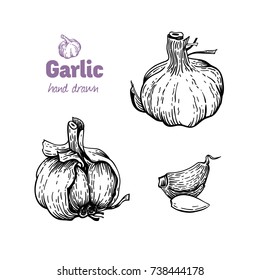 Detailed hand drawn vector black and white illustration of garlic bulb and cloves peeled and whole  