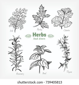 Detailed hand drawn vector black and white illustration of culinary herbs. Dill, basil, cilantro, parsley, rosemary, thyme.