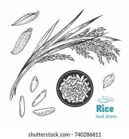 Detailed hand drawn vector black and white illustration of rice seeds and straw